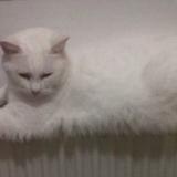 Picture of cat lost at Barlin