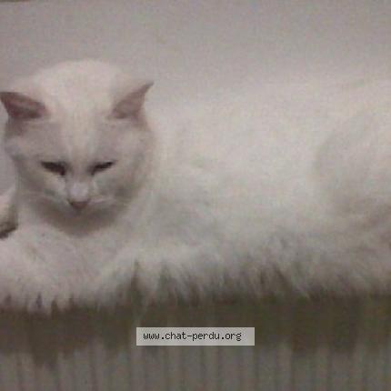 Photo 1/1 B Chat lost in Barlin