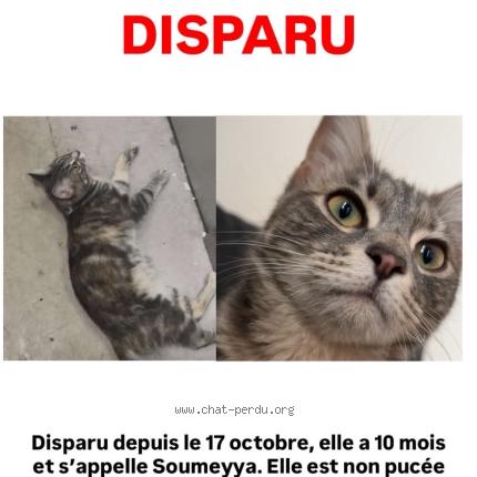 Photo 1/1 soumeya Chat lost in Montpellier