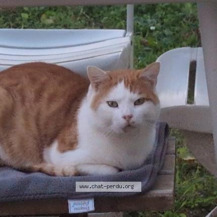 Photo 1/1 Found cat Found in Lapeyrouse mornay