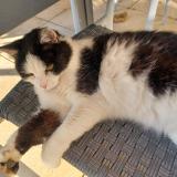 Picture of cat found at Monnaz