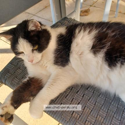 Photo 1/1 Found cat Found in Monnaz