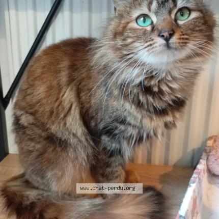 Photo 1/1 Cali Chat lost in Pont de roide