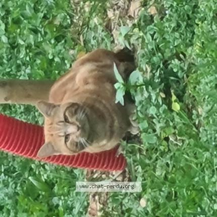 Photo 1/1 Found cat Found in Ruffec