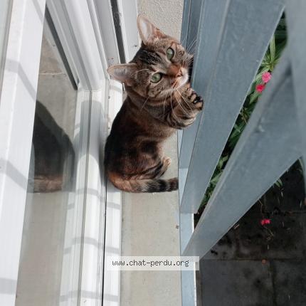 Photo 1/1 Popy Chat lost in Niort