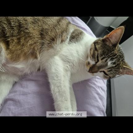 Foto 1/1 Kat teruggevonden Vermist in Merchtem