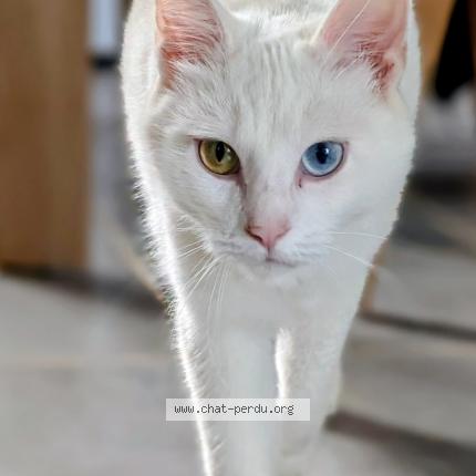 Photo 1/1 Stitch Chat lost in Gramat