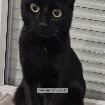 Photo 1/1 mimi Chat lost in Lespinasse