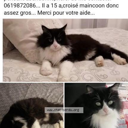 Photo 1/1 Boudin Chat lost in Oytier st oblas