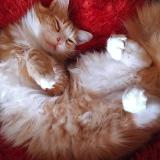 Picture of cat lost at Petit Palais Et Cornemps