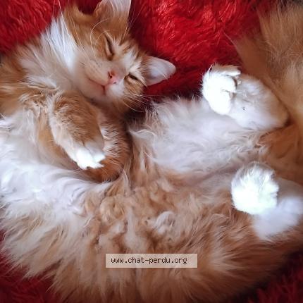 Photo 1/1 Milqui Chat lost in Petit palais et cornemps