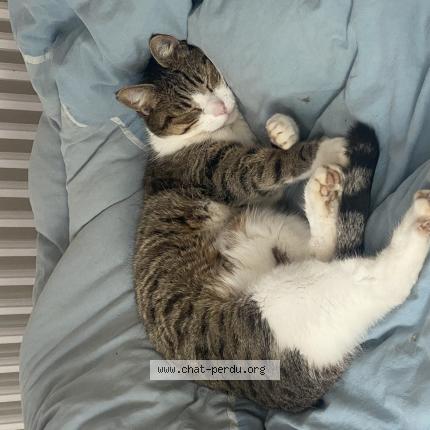 Photo 1/1 Oasis Chat lost in Saint laurent de la mer