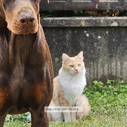 Photo 1/1 Chapule Chat lost in Metz