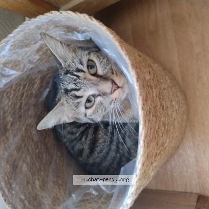 Photo 1/1 Kaela Chat lost in Vaux le penil