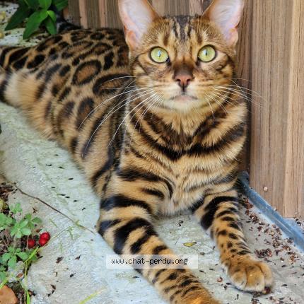 Photo 1/1 Zola Chat lost in Saint herblain