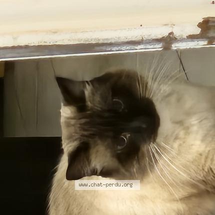 Photo 1/1 Bouba Chat lost in Seysses