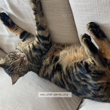 Photo 1/1 Soudjouk Chat lost in Ermont