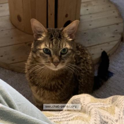 Photo 1/1 Hina Chat lost in Reims