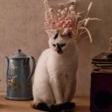 Picture of cat lost at Arcis Sur Aube