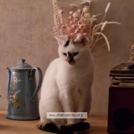 Photo 1/1 Rania Chat lost in Arcis sur aube