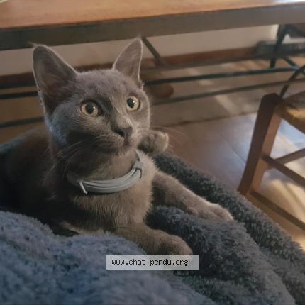 Photo 1/1 Bibigris Chat lost in Salindres cauvas