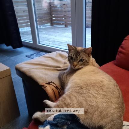 Foto 1/1 Kat teruggevonden Vermist in Namur