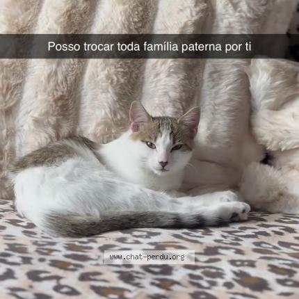 Photo 1/1 Mia Chat lost in Creteil