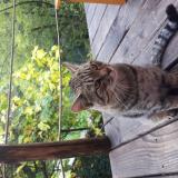 Picture of cat found at Saint Andre Capceze