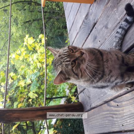 Photo 1/1 Found cat Found in Saint andre capceze