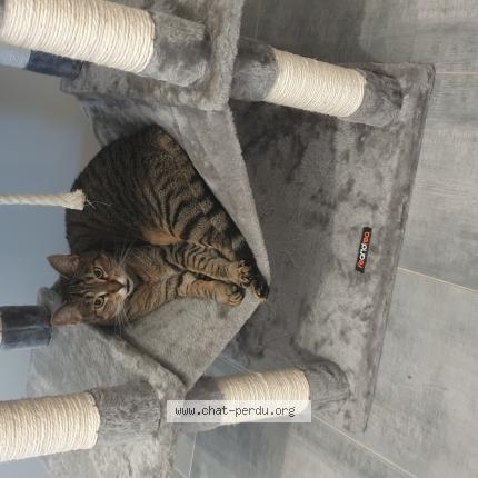 Photo 1/1 Flouflou Chat lost in Chasse sur rhone