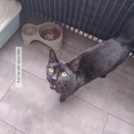 Photo 1/1 Croque mou Chat lost in Amiens