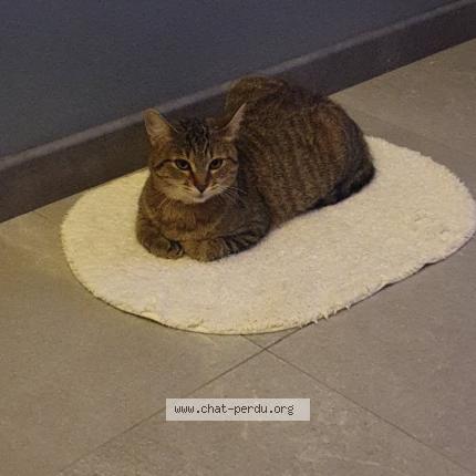 Photo 1/1 Minoucha Chat lost in Saint privat la montagne