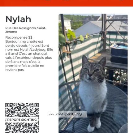 Photo 1/1 Nylah Chat lost in Saint jerome