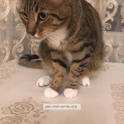 Photo 1/1 Hamzat Chat lost in Annecy