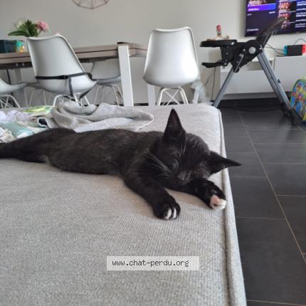 Foto 1/1 Kat teruggevonden Vermist in Mohiville