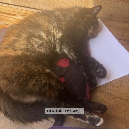 Photo 1/1 Fripouille Chat lost in Servance