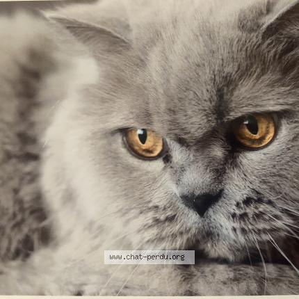 Photo 1/1 Féline Chat lost in Cholet