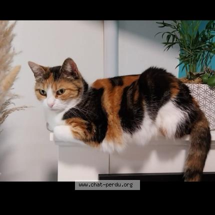 Photo 1/1 lalie Chat lost in Outreau