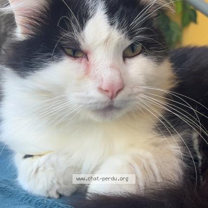 Photo 1/1 Found cat Found in Saint didier sur chalaronne