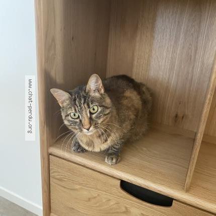 Photo 1/1 Perline Chat lost in Nieul sur mer