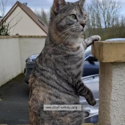 Photo 1/1 Tess Chat lost in Creully sur seulles