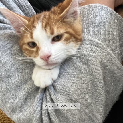 Photo 1/1 Cabbar Chat lost in Sciez