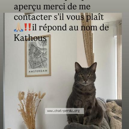 Photo 1/1 Kathous Chat lost in Bretteville sur odon