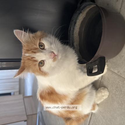 Photo 1/1 Found cat Found in Feche l eglise