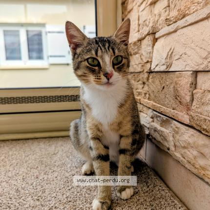 Photo 1/1 Found cat Found in Venansault