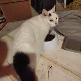 Picture of cat found at Romilly Sur Seine