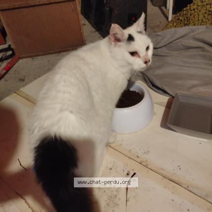 Photo 1/1 Found cat Found in Romilly sur seine