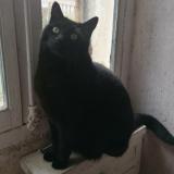 Picture of cat lost at Saint Loubes