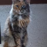 Picture of cat lost at Couvet