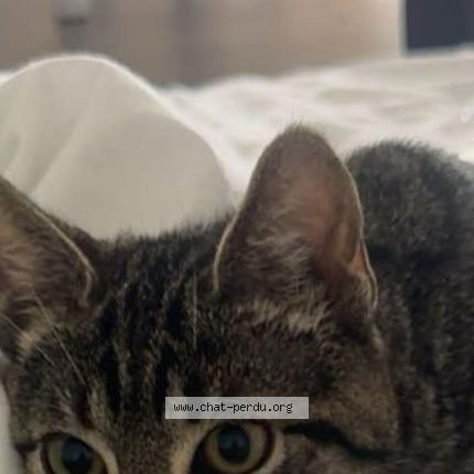 Photo 1/1 NINOUCHE Chat lost in Roissy en brie